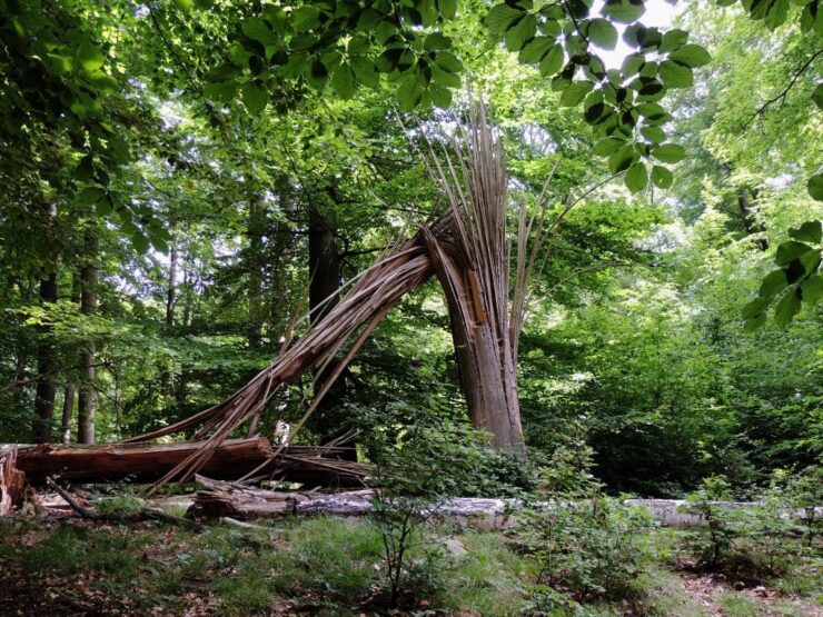 Die Waldwunder, Foto: Roland Schulz