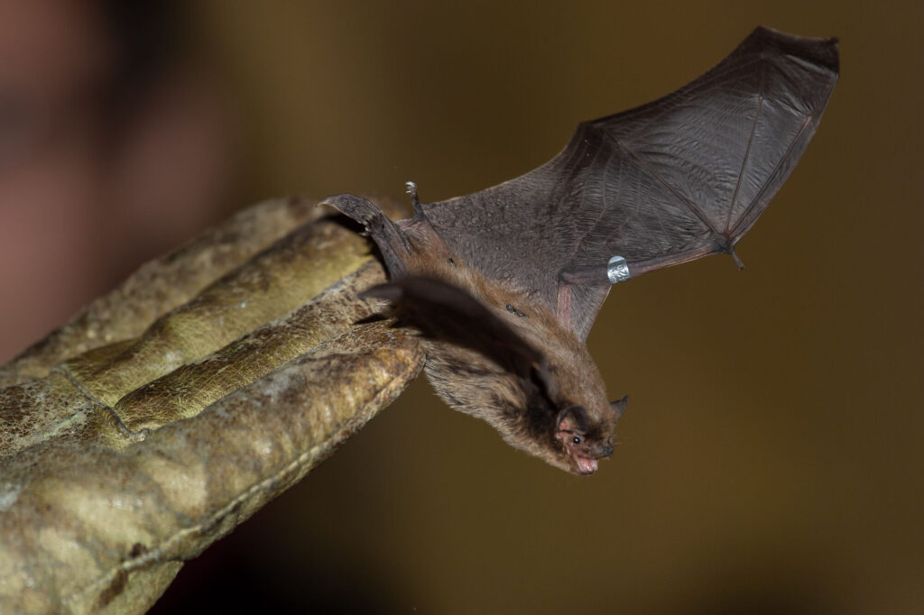 Fledermaus, Foto: Torsten Westphal, Lizenz: Torsten Westphal