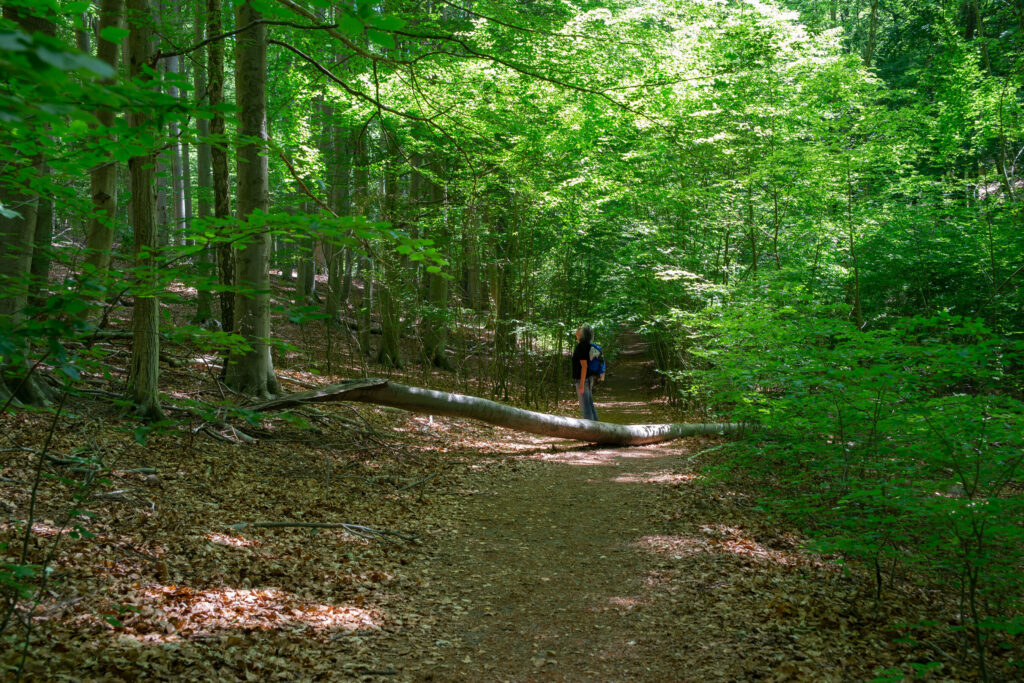 Weltnaturerbe Buchenwald Grumsin, Foto: R. Suckow, Lizenz: Tourismusverein Angermünde