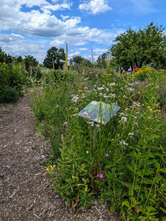 Naturgarten, Foto: NABU, Lizenz: NABU