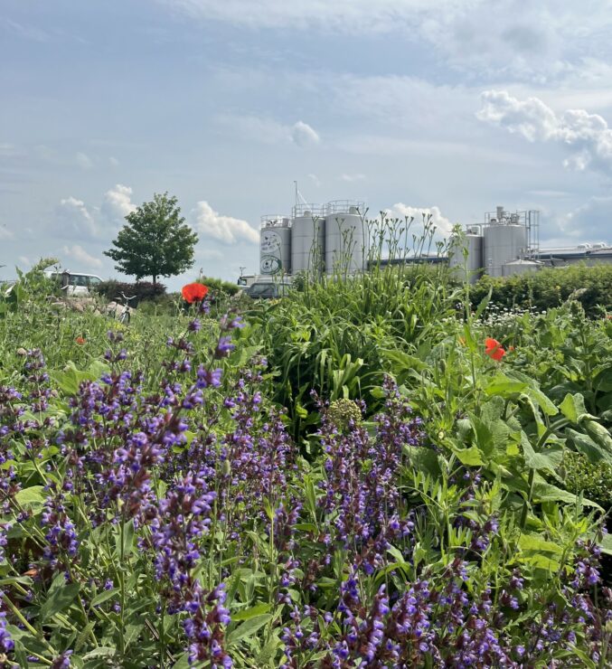 Hemme Milch, Foto: LAG Uckermark e.V. , Lizenz: LAG Uckermark e.V.