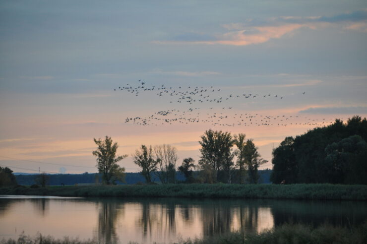 Kraniche, Foto: Milena Kreiling, Lizenz: Nationalpark Unteres Odertal