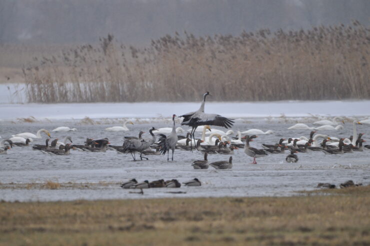 Kraniche, Foto: Milena Kreiling, Lizenz: Nationalpark Unteres Odertal